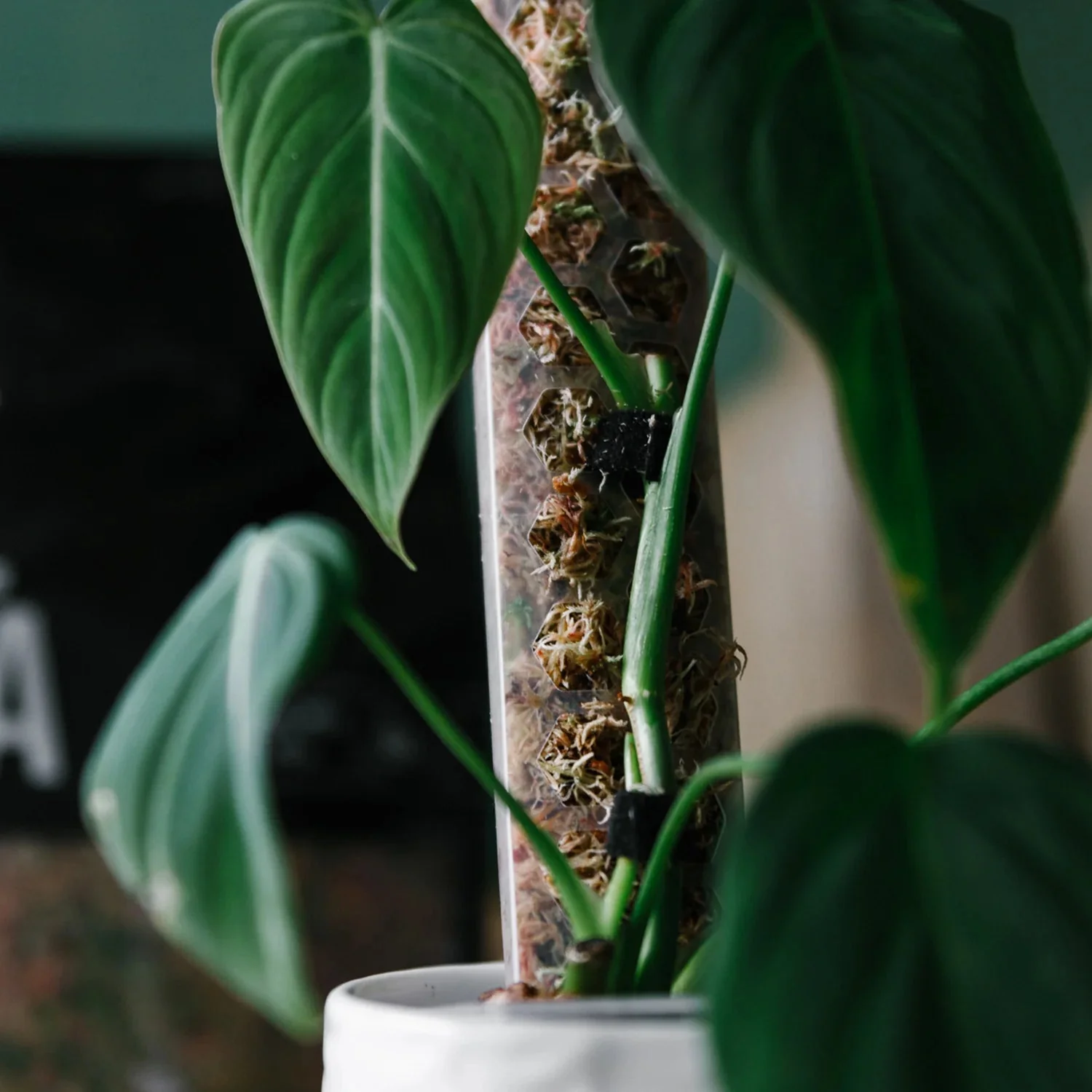 Best Selling Products (Not Plants)